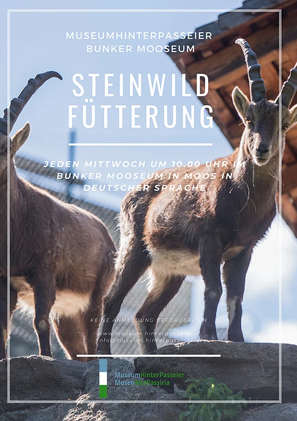 Steinwild Fütterung